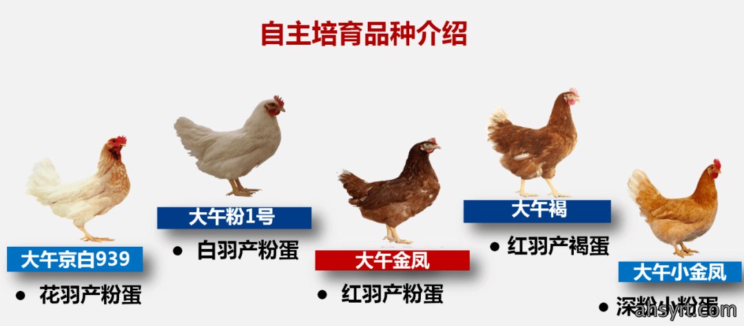 大午金凤
