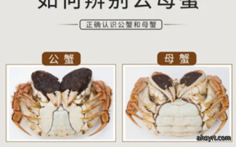 螃蟹公母