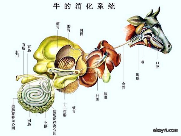 牛羊瘤胃菌群失调，分级和防治