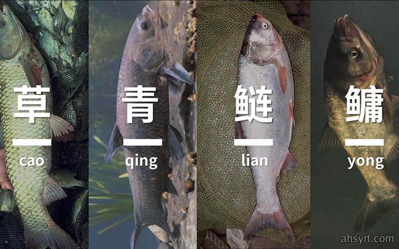 四大家鱼