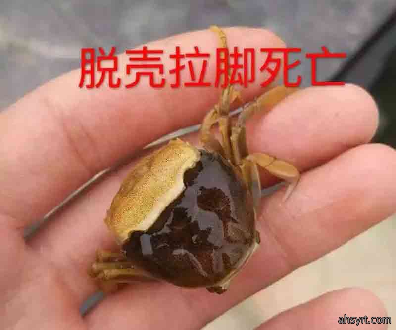 河蟹蜕壳管理五要点，1、2壳决定产量