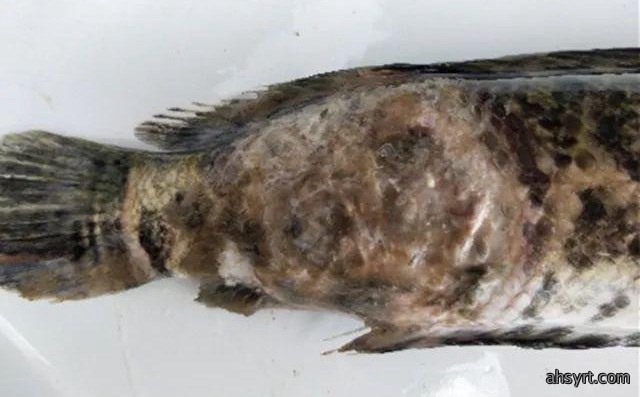 黑鱼水霉病流行特点、症状和防治，定期消毒要严格