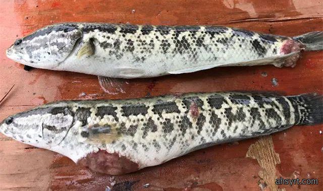 黑鱼水霉病流行特点、症状和防治，定期消毒要严格