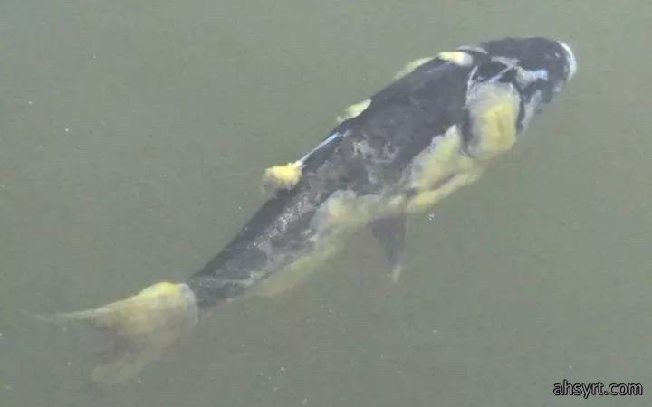 水霉病