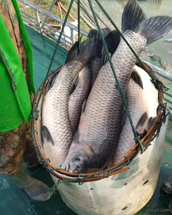 七大淡水鱼生长对比，南北、水域差异显著