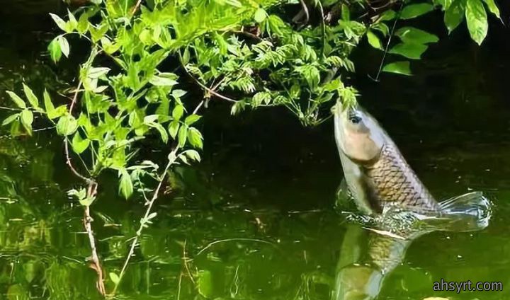 草鱼饲草五注意，选好草种、控量控水质