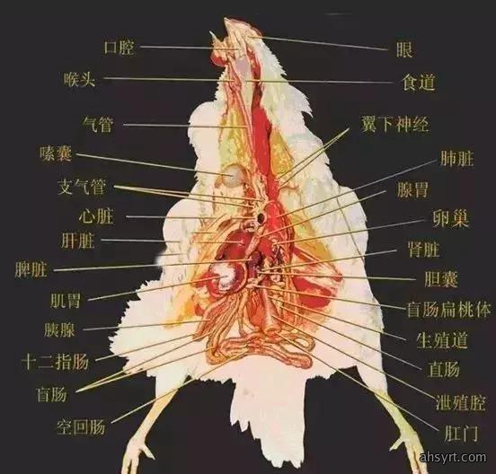 解剖诊断鸡病，三个器官很重要