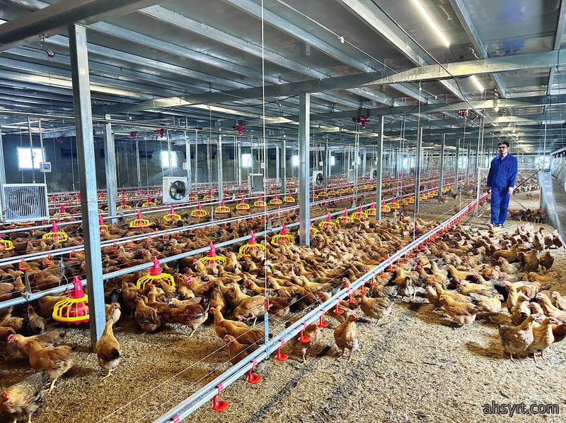 【肉鸡】2025年四大黄羽肉鸡企业业绩预告，2026年肉鸡行情研判