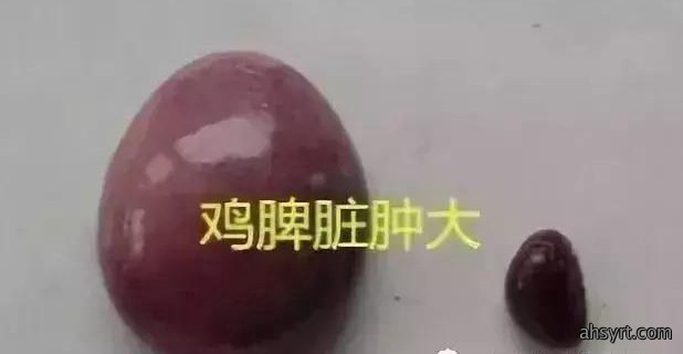 解剖诊断鸡病，三个器官很重要