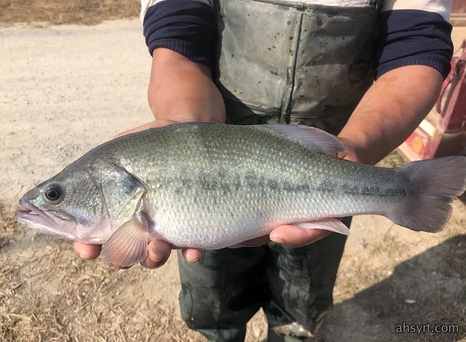 【鱼价】血亏与暴涨并存！鳜鱼暴跌4元、黄颡病害砸盘，加州鲈却涨2元，特种鱼“冰火两重天”如何破局？