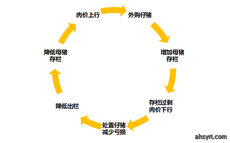 猪周期