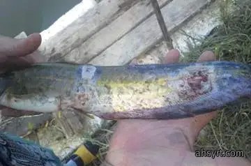 黑鱼水霉病流行特点、症状和防治，定期消毒要严格