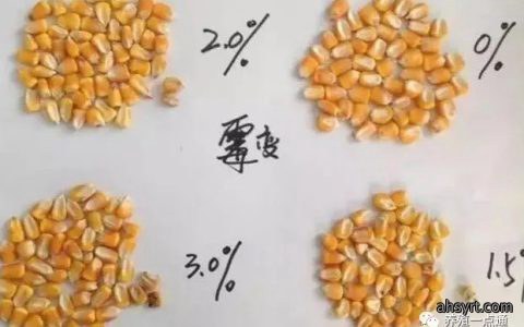 【脱霉剂】夏季多雨，养殖谨防霉菌毒素污染饲料，脱霉剂选择有讲究