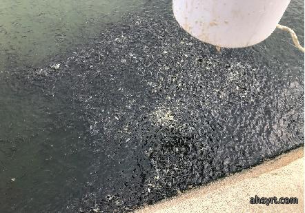 水体溶氧度显著增加，表面活性剂抢救浮头立杆见影