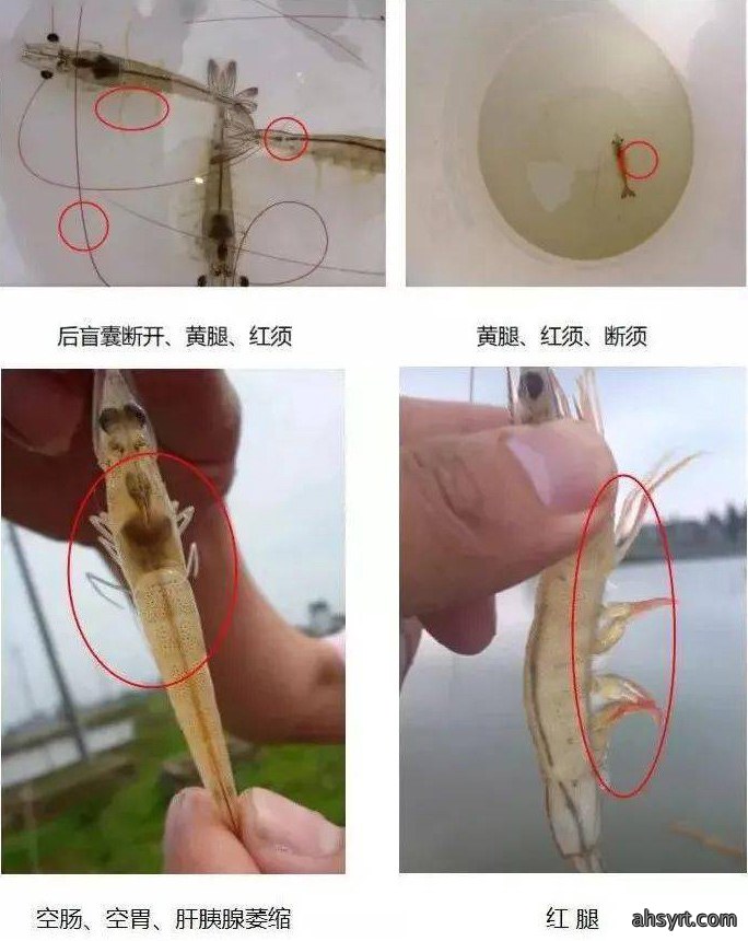 弧菌引发各类虾病