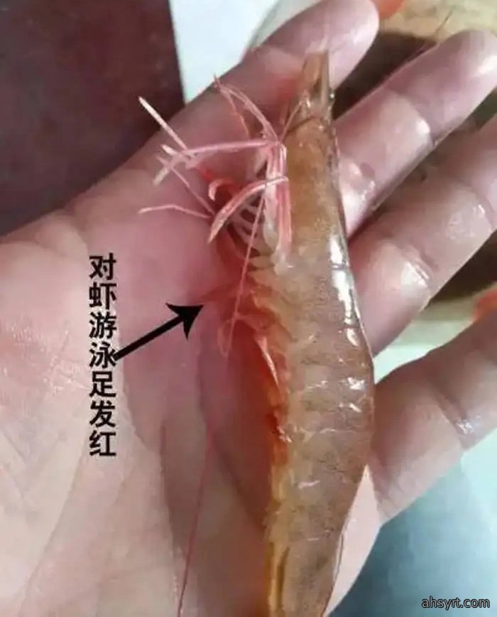 对虾红腿病