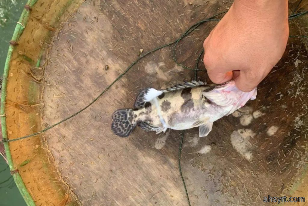 鳜鱼“肤孢子虫”，传统杀虫效果差，以防为主+调水是王道