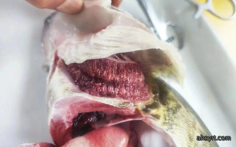 鳜鱼肤孢虫