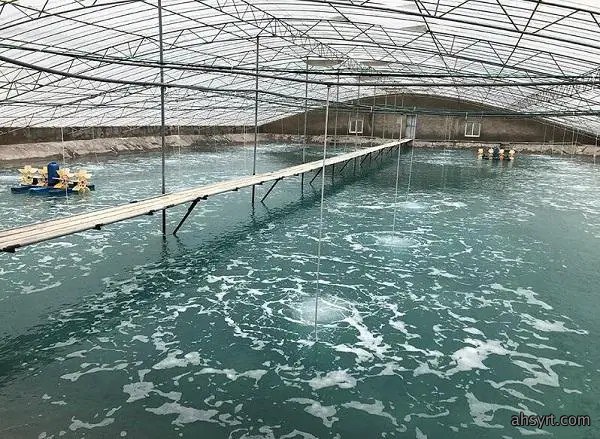 中棚虾🦐养殖模式简介，PK小棚、工厂化高位池优劣比较