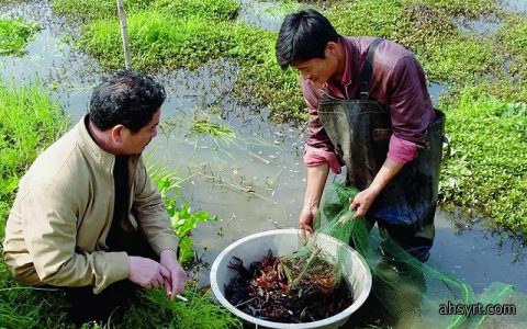小龙虾养殖