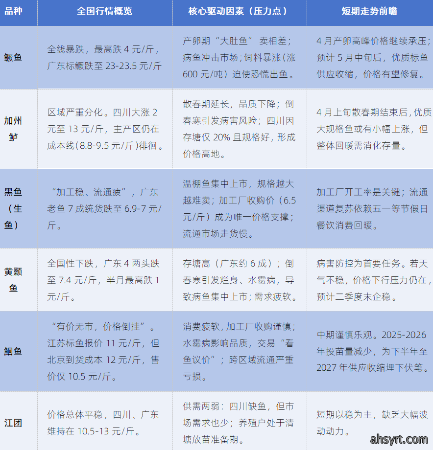 【鱼价】血亏与暴涨并存！鳜鱼暴跌4元、黄颡病害砸盘，加州鲈却涨2元，特种鱼“冰火两重天”如何破局？