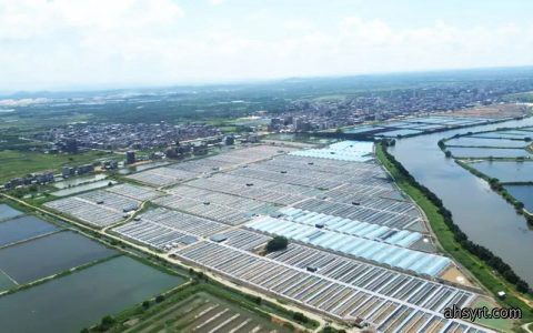 500张小棚出虾75万斤，第二批1200亩即将启动建设