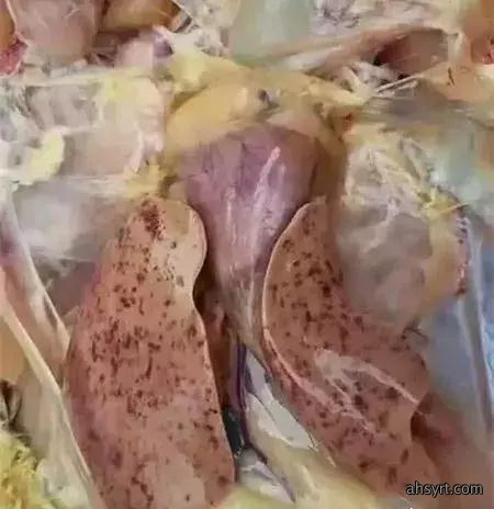 解剖诊断鸡病，三个器官很重要