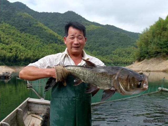 鲢鱼