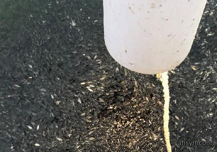 水体溶氧度显著增加，表面活性剂抢救浮头立杆见影