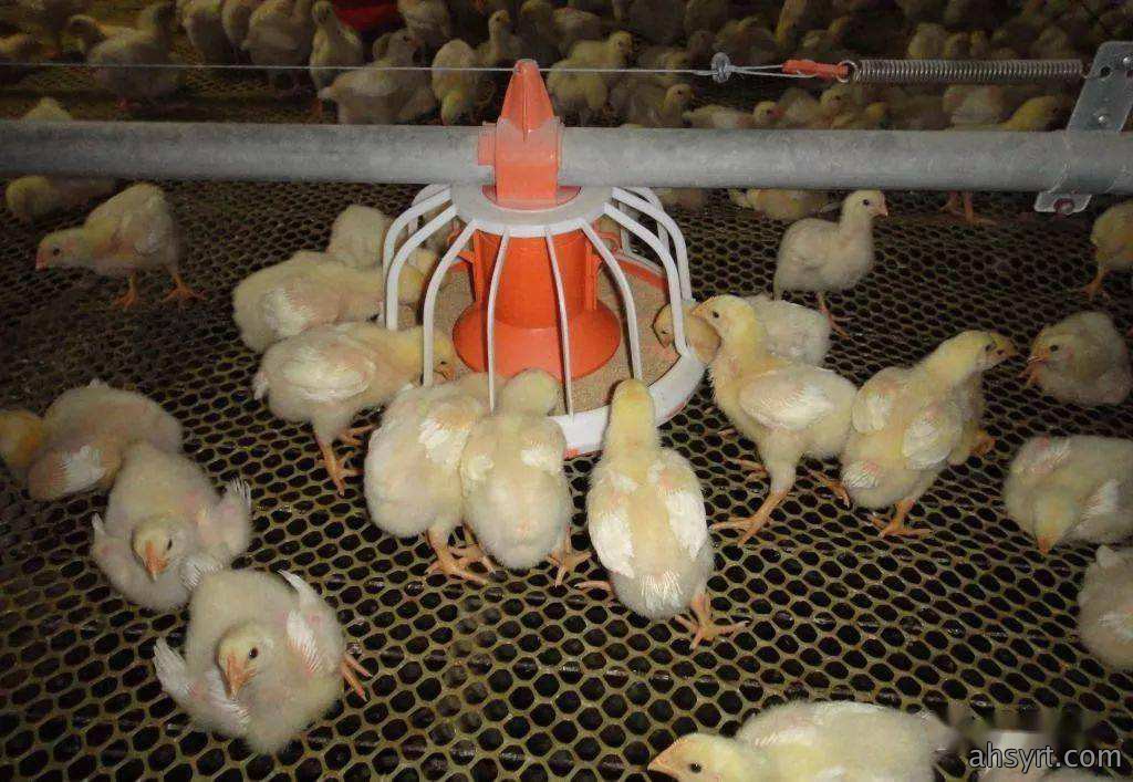 肉鸡养殖全周期疫病防控和科学用药策略