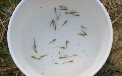 泥鳅苗