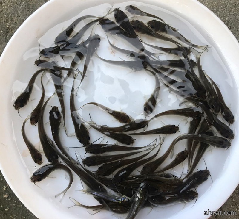 鮰鱼苗大棚养殖效果对比分析，疫病从苗种抓起