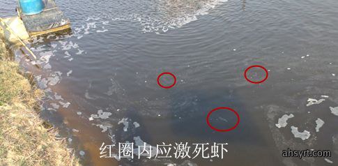 【对虾养殖】对虾应激的危害、症状和预防处理，盛夏天气多变要谨慎