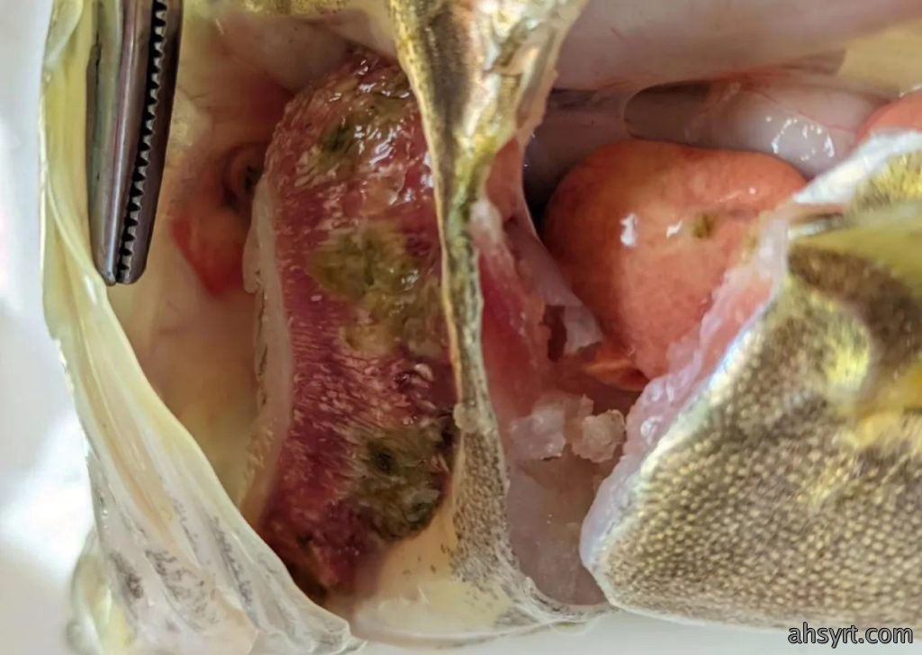 鳜鱼“肤孢子虫”，传统杀虫效果差，以防为主+调水是王道