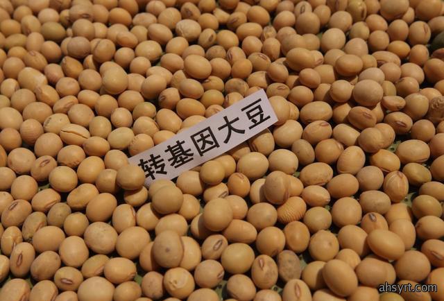 转基因大豆
