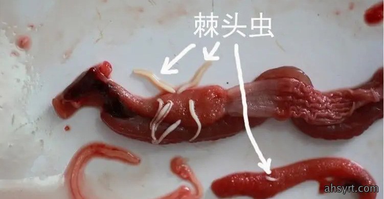 黄鳝棘头虫