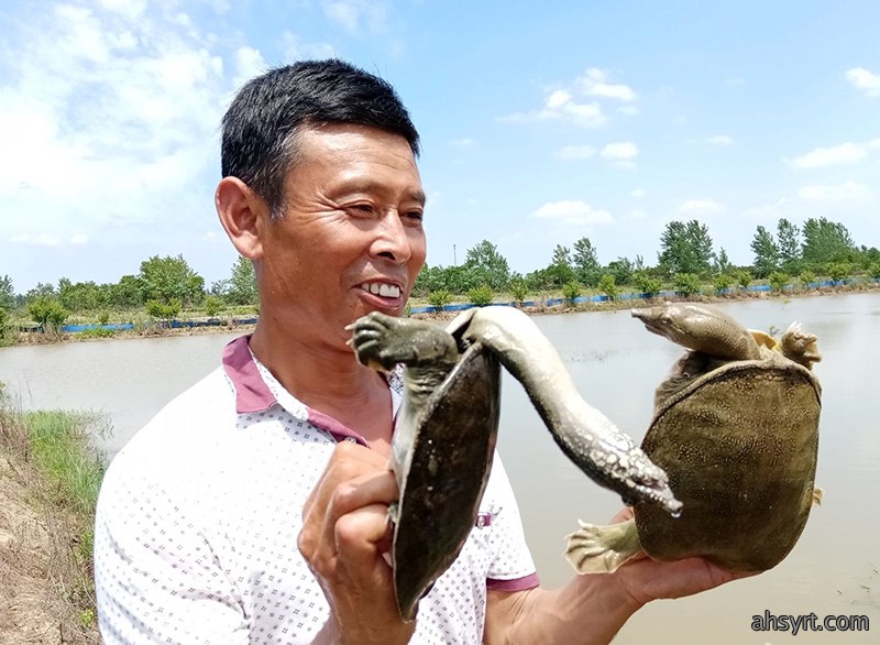 青鱼塘套养甲鱼