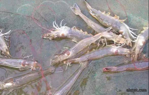【对虾养殖】对虾应激的危害、症状和预防处理，盛夏天气多变要谨慎