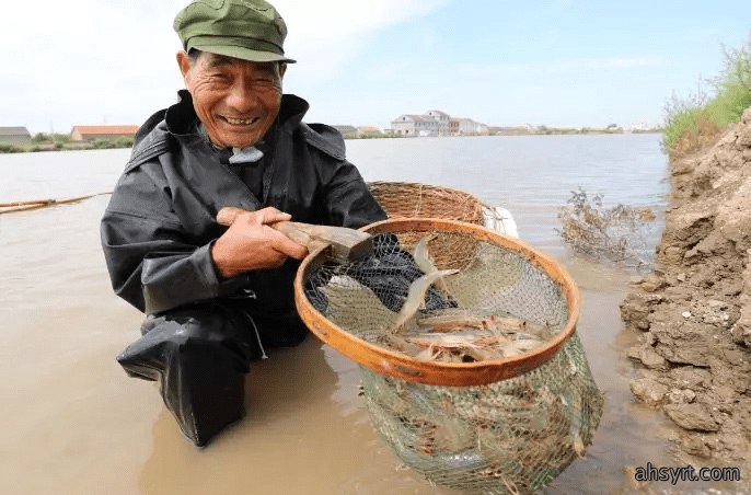 鲢鳙鱼种混养南美白对虾，滤食残饵、粪便，减轻改底压力