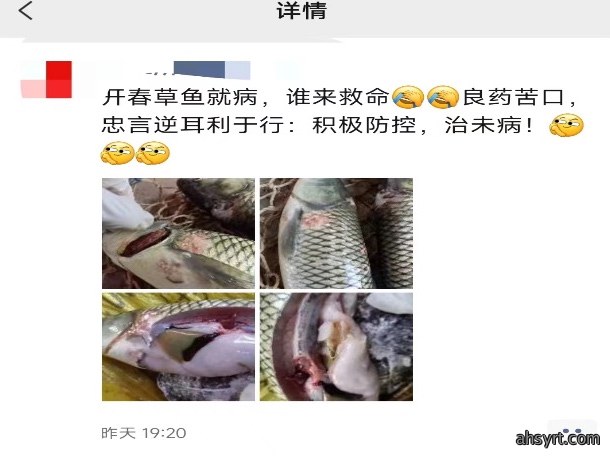 鱼瘟又来啦，从南到北，有塘口损失过万斤，2023年或加剧？草鱼越冬综合症如何防？如何治？