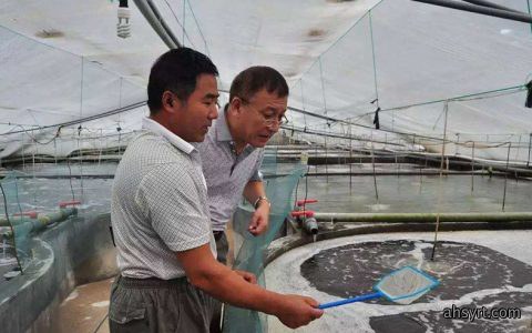 南美白对虾工厂化养殖