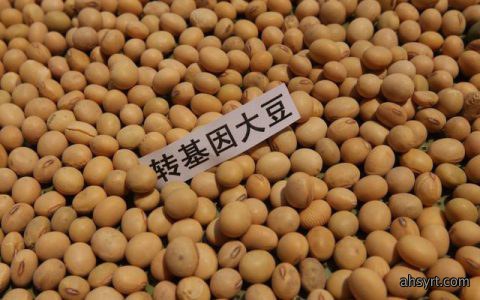 转基因大豆