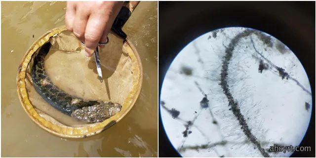 黑鱼水霉病流行特点、症状和防治，定期消毒要严格