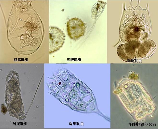 鲢鱼养殖较为常见的几种天然饵料，荤素搭配、营养健康