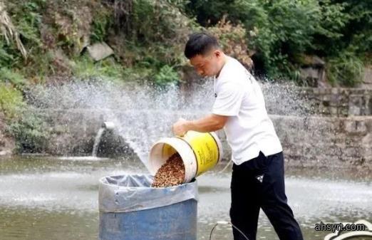 脆肉鲩利润翻数倍，草鱼脆化关键——饲料