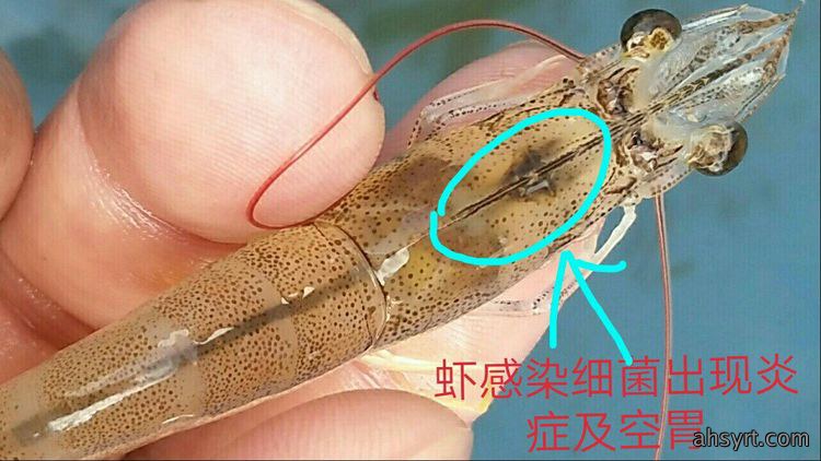 对虾偷死、氨氮亚盐升高、水浑、缺藻怎么办？