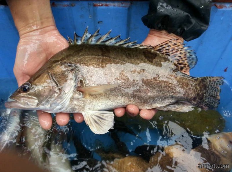【鱼价】血亏与暴涨并存！鳜鱼暴跌4元、黄颡病害砸盘，加州鲈却涨2元，特种鱼“冰火两重天”如何破局？