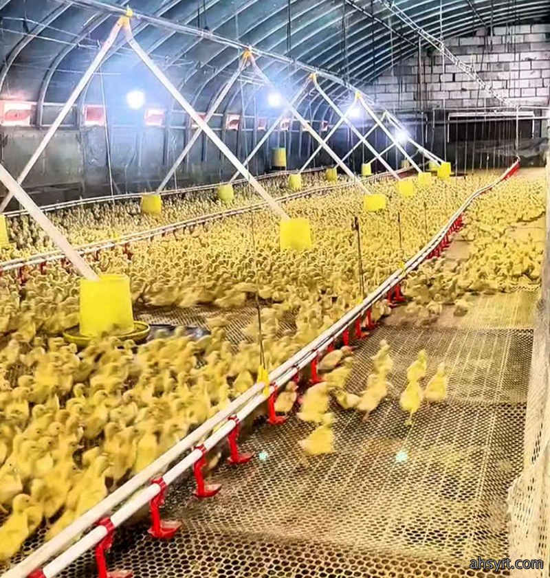 网养肉鸭
