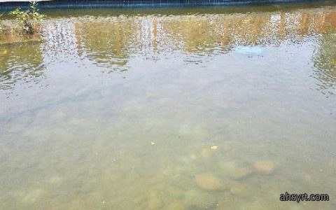 茶色水、茶褐色水
